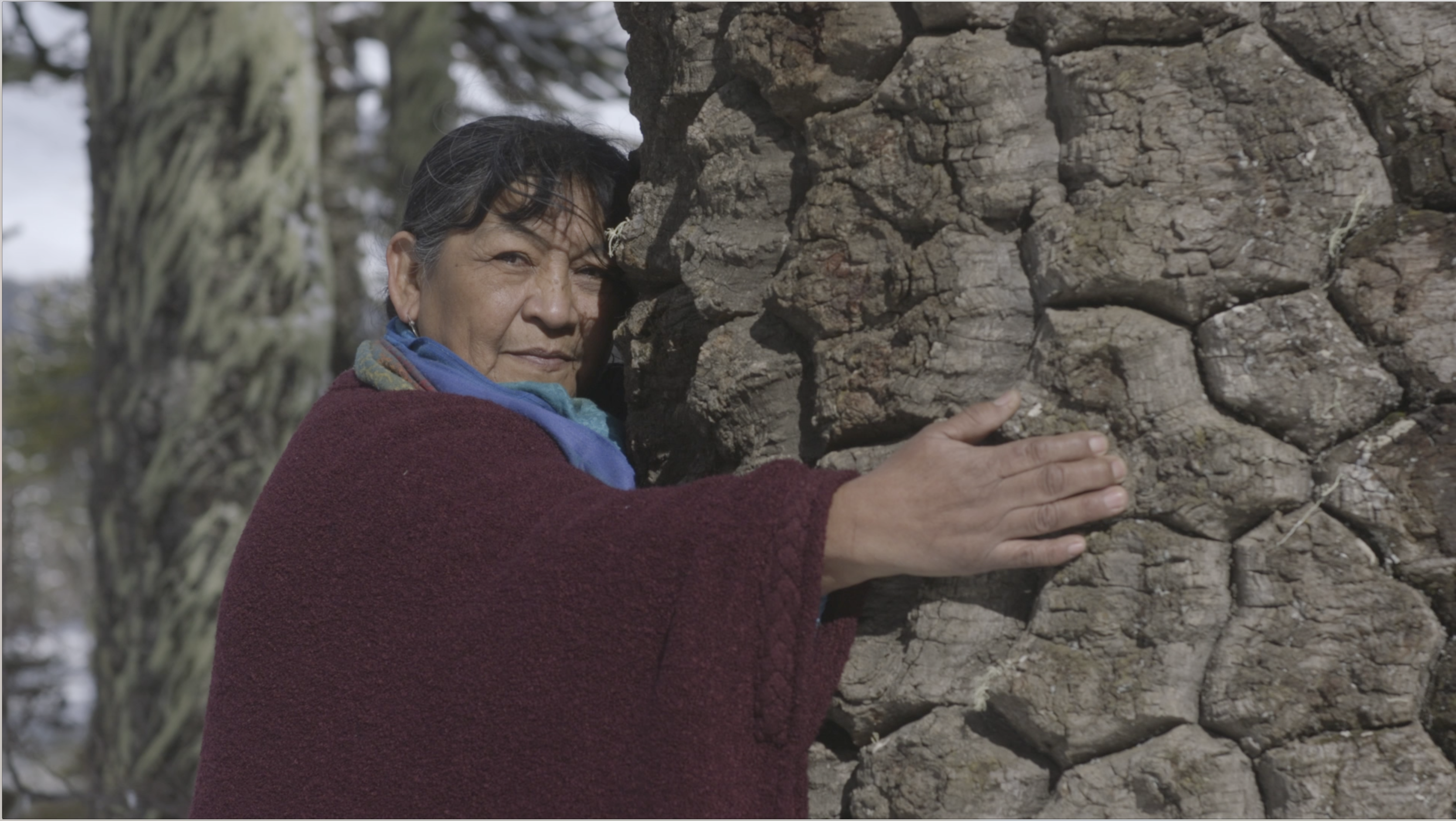 Pewen_Foto2_©Fundacionmaradentro